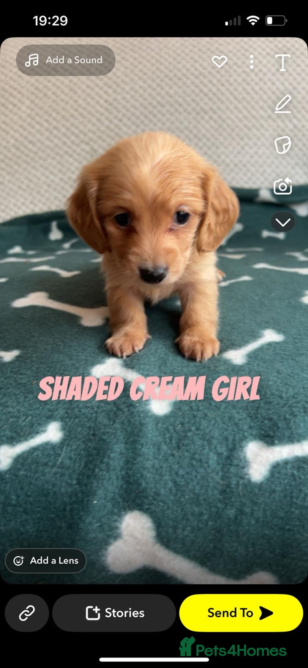 Miniature Dachshund dogs for sale: ***long haired mini dachshunds **** - Image 19
