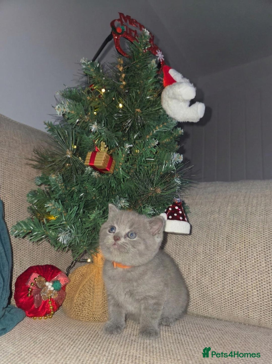 British Shorthair cats for sale:  🧶🐈‍⬛💫ADORABLE BSH KITTIES  💫🐈‍⬛🧶 - Advert 7