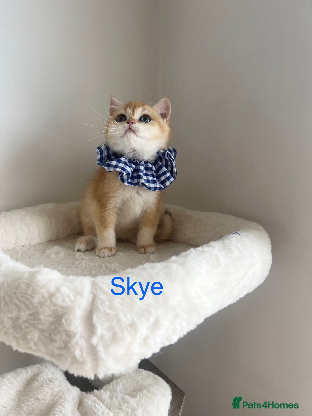 British Shorthair cats for sale: Rare NY12 British Shorthair Kittens  - Image 6