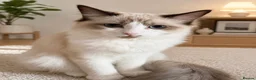 Ragdoll cats for sale: Healthy Affectionate PureBred Ragdoll  - Advert 3