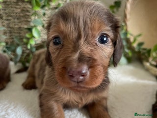 Miniature Dachshund dogs STUNNING DNA CLEAT MINI DACHSHUNDS - Advert 17