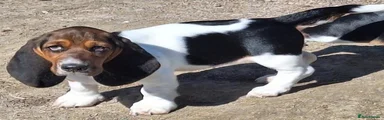 Rosie