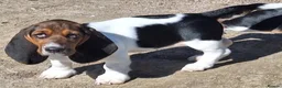 Basset Hound dogs for sale: Four Basset Hound Puppies with Loving Family Roots - Advert 5