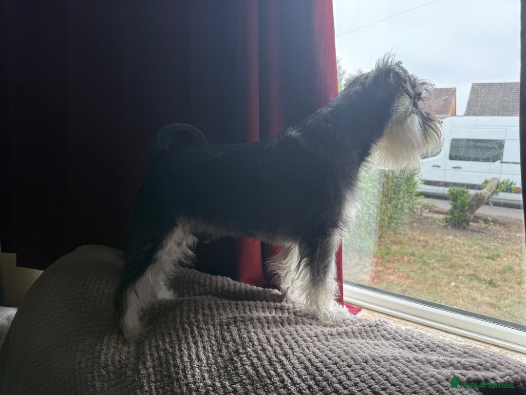 Miniature Schnauzer dogs for stud: Black and silver Miniature Schnauzer stud in Portsmouth - Image 15