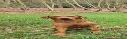 Labrador Retriever dogs for sale: 🐾 Beautiful KC-Registered Fox Red Lab Puppies 🐾 - Advert 13