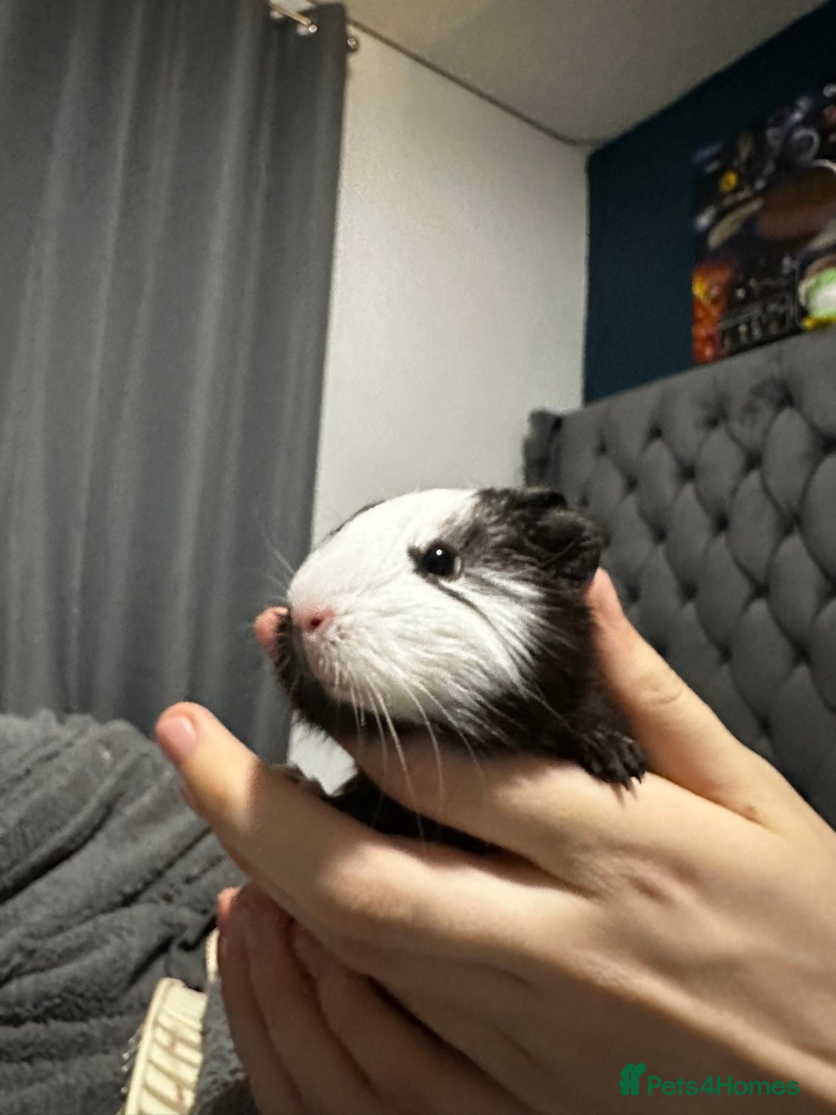 Guinea Pig rodents Single male baby guinea pigs for sale - Advert 4