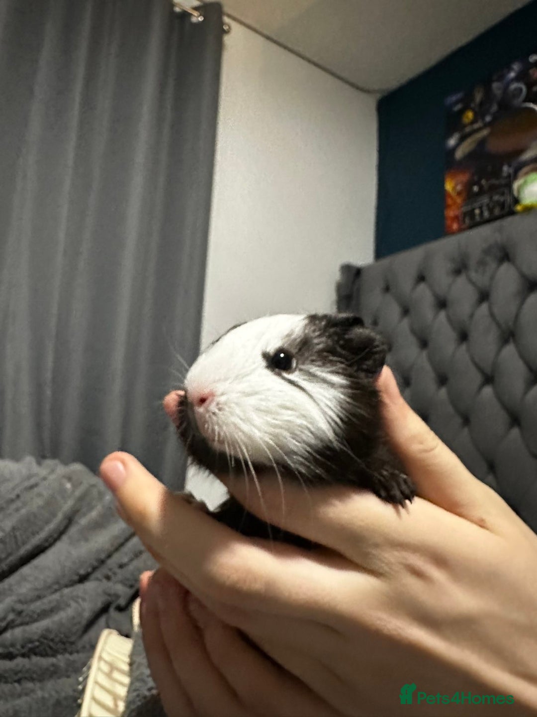 Guinea Pig rodents for sale: Single male baby guinea pigs for sale - Advert 1