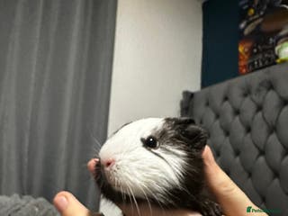 Guinea Pig rodents Single male baby guinea pigs for sale - Advert 7