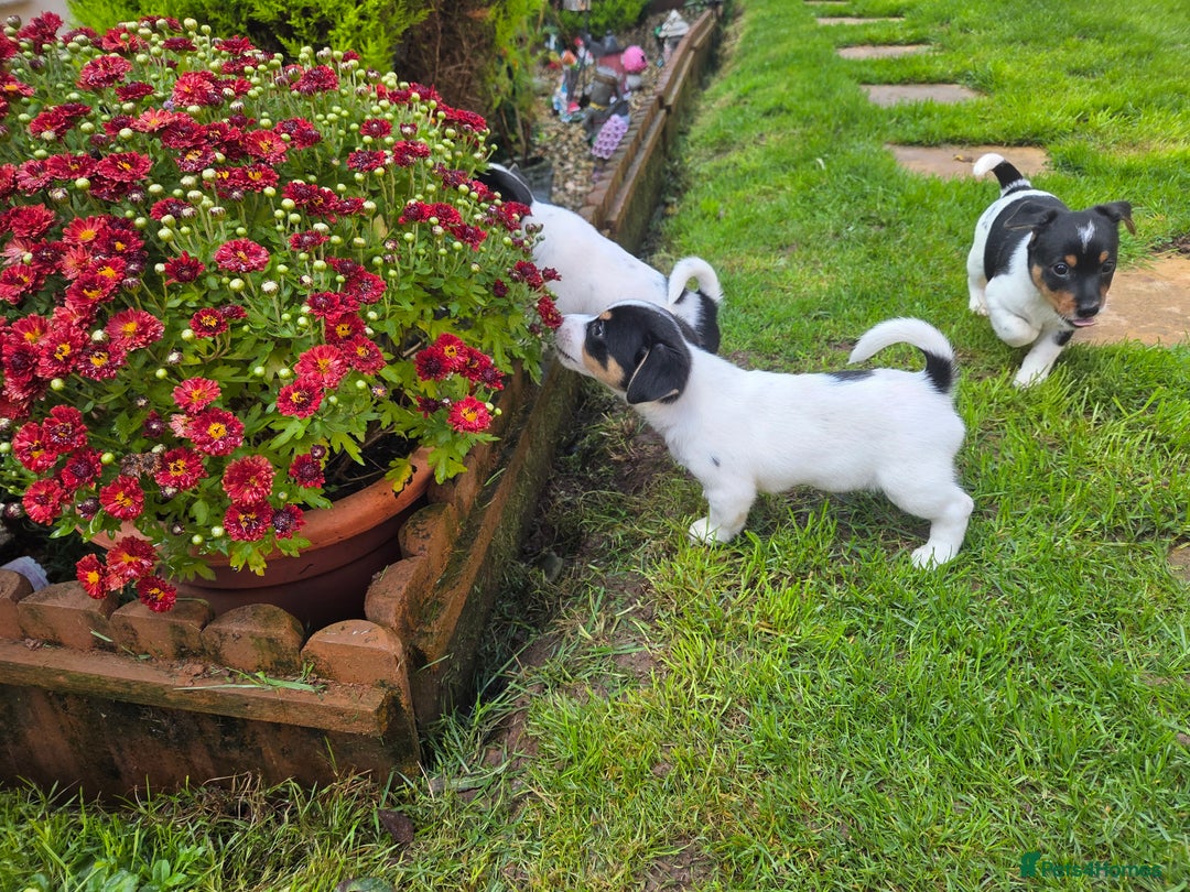 Jack Russell dogs for sale: Tricolour short legs Jack Russell  - Image 15