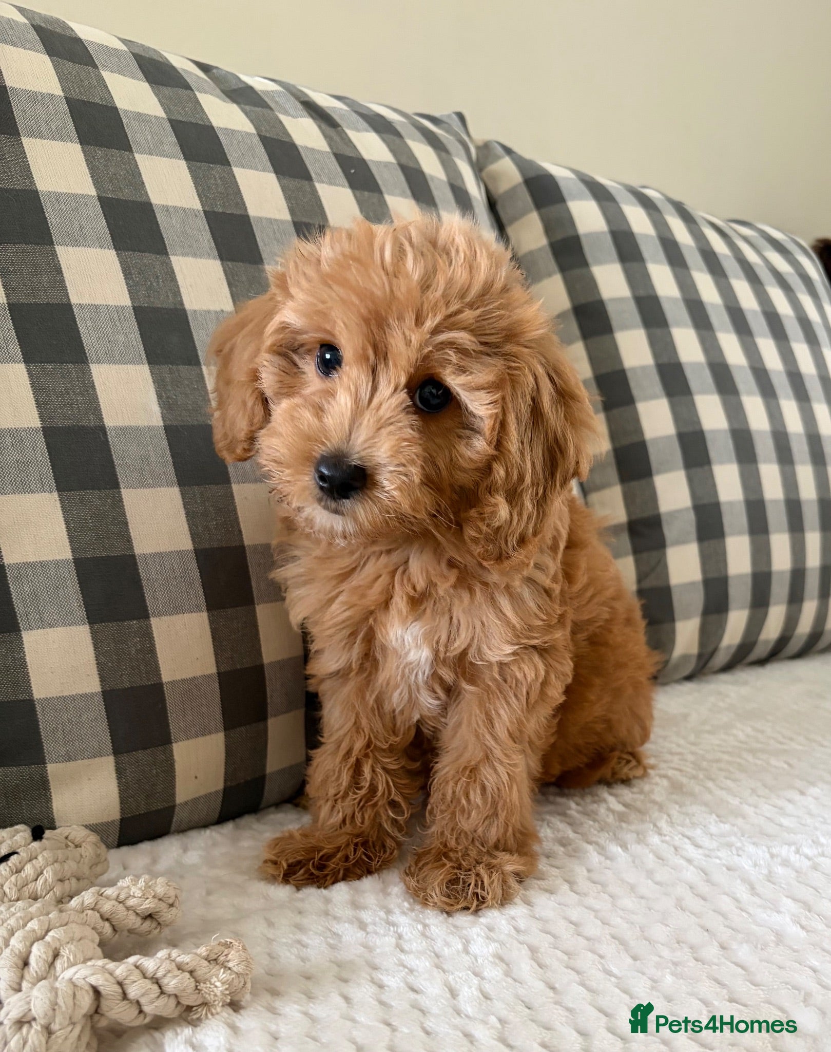 Cockapoo dogs Health tested cockapoo puppies  - Advert 1