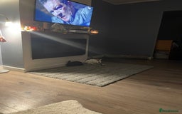 Lionhead rabbits for sale: 3-4 month lionhead mix looking for new home  - Image 2