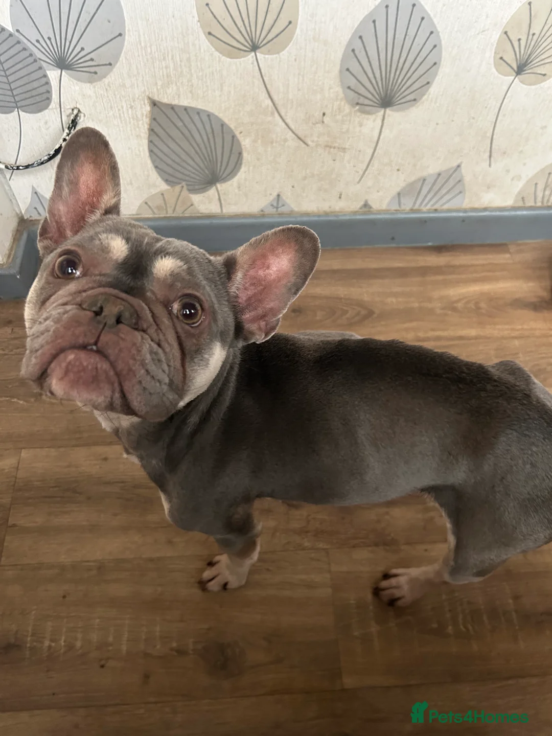 Mixed Breed dogs for sale: French bulldog x springer spaniel pups - Advert 1