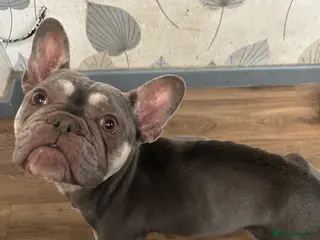 Mixed Breed dogs French bulldog x springer spaniel pups - Advert 2