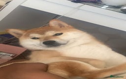 Japanese Shiba Inu dogs for sale: Female Japanese shilba inu  - Image 2