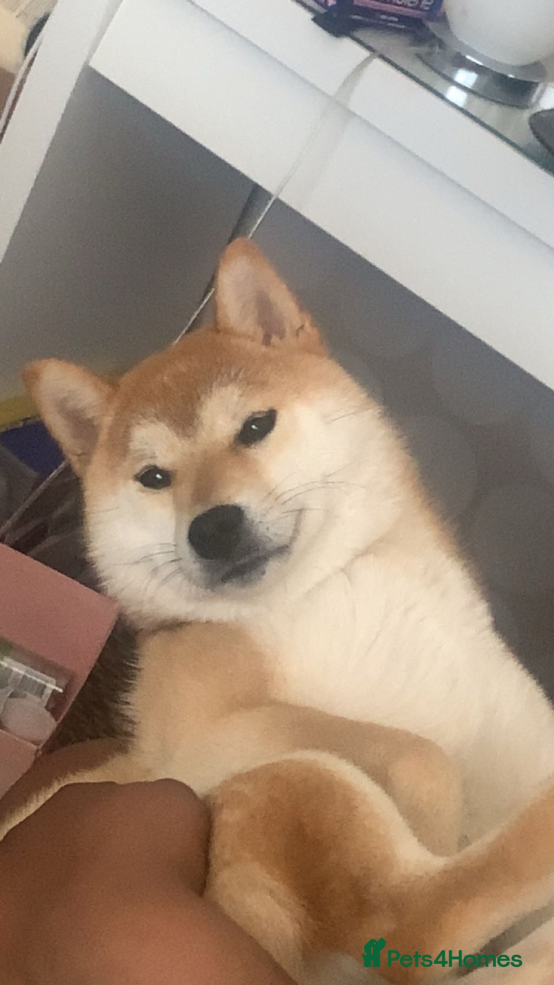 Japanese Shiba Inu dogs for sale: Female Japanese shilba inu  - Image 2