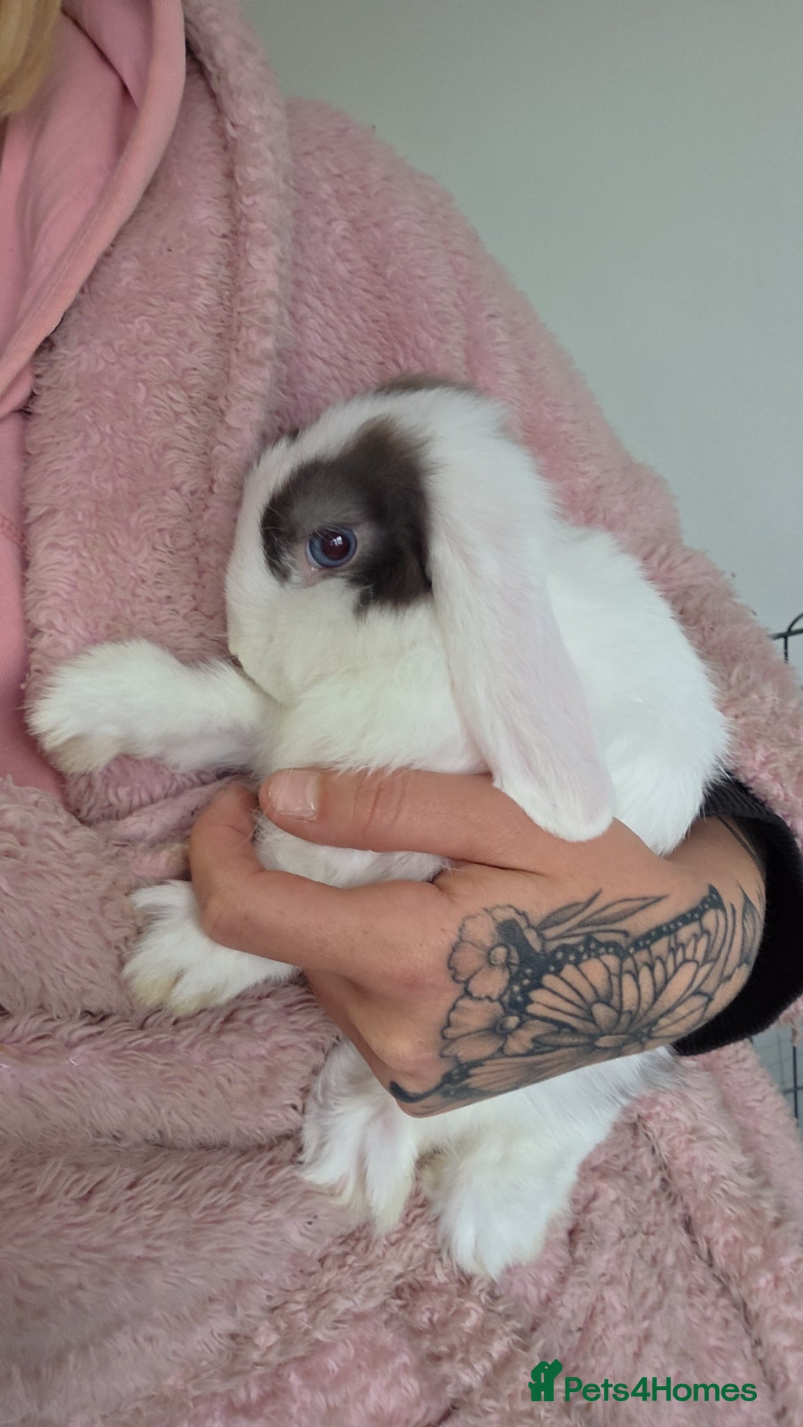 Mini Lop rabbits **REDUCED** 2 mini lops left 1 boy 1 girl - Advert 13
