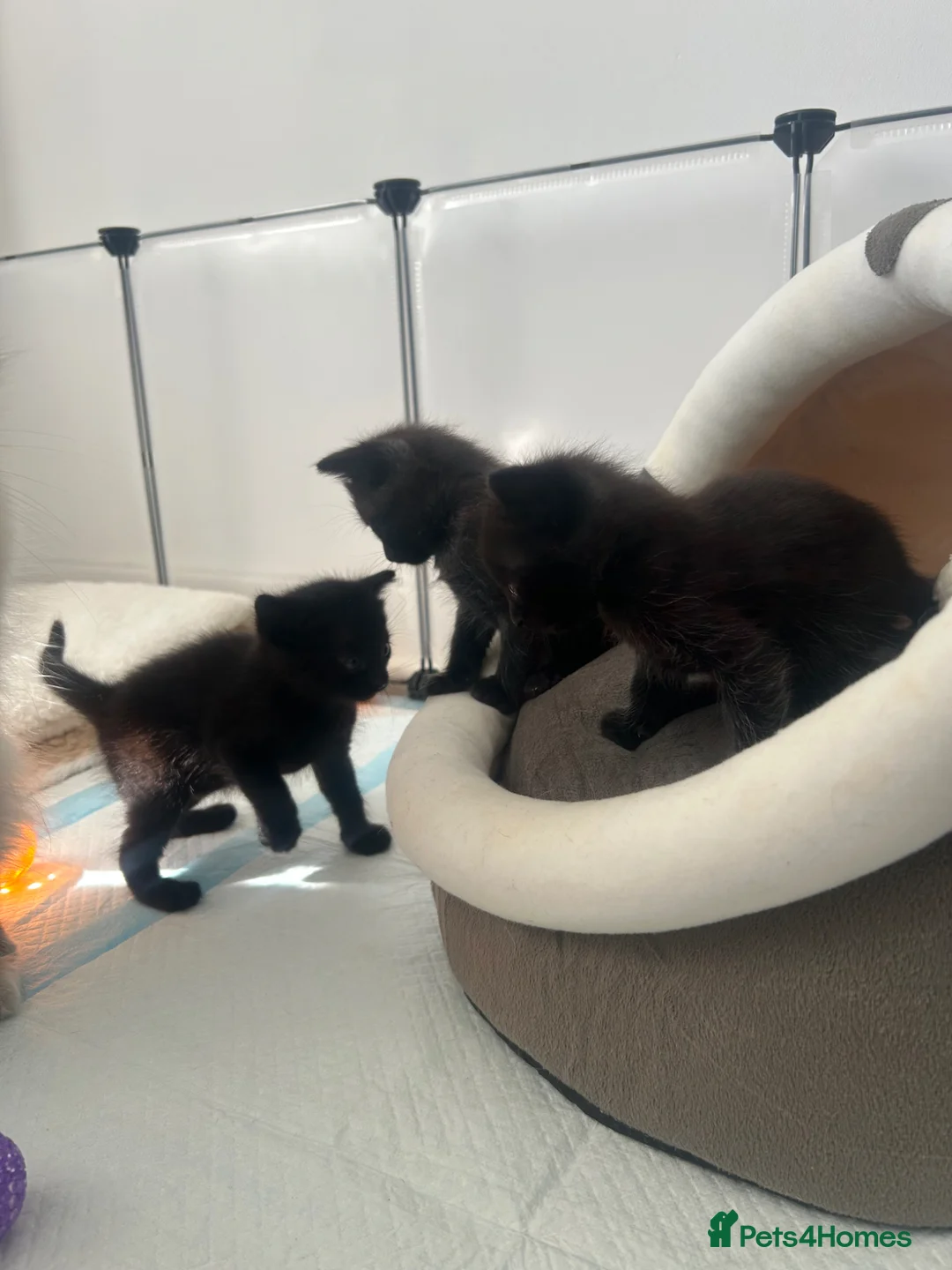 Mixed Breed cats for sale: Ragdoll X Kittens  - Advert 2