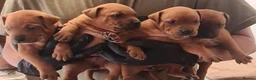 Staffordshire Bull Terrier dogs for sale: Red staffy puppys  - Advert 5