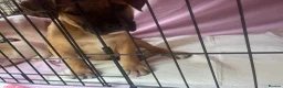 American Bulldog dogs for sale: 4 beautiful American bulldogs  in Coventry - Advert 17
