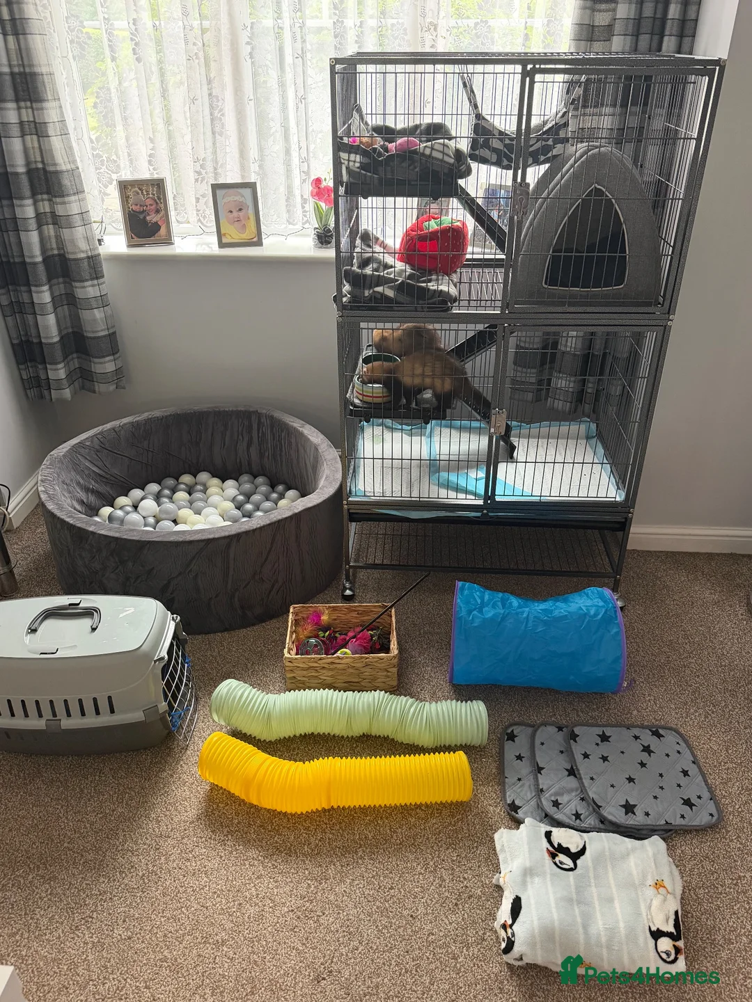 Ferret rodents for sale: 2 female ferrets plus cage, toys etc in Ellesmere Port - Advert 2