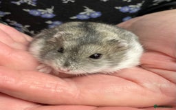 Hamster rodents for sale: Baby Winter White Russian hamsters from show stock - Image 27