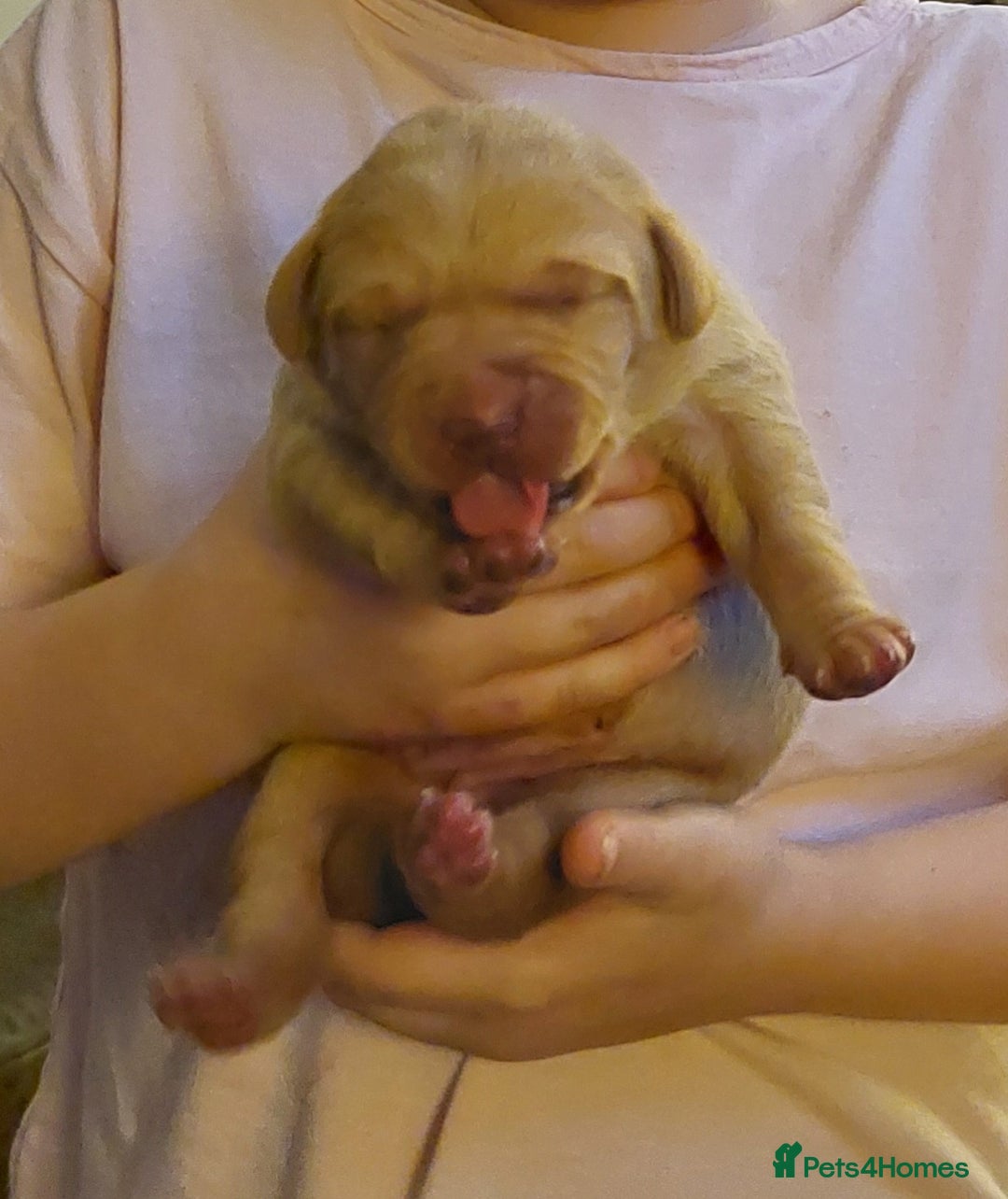 Labrador Retriever dogs for sale: Gorgeous female labrador puppy available Oct 4th  - Image 2
