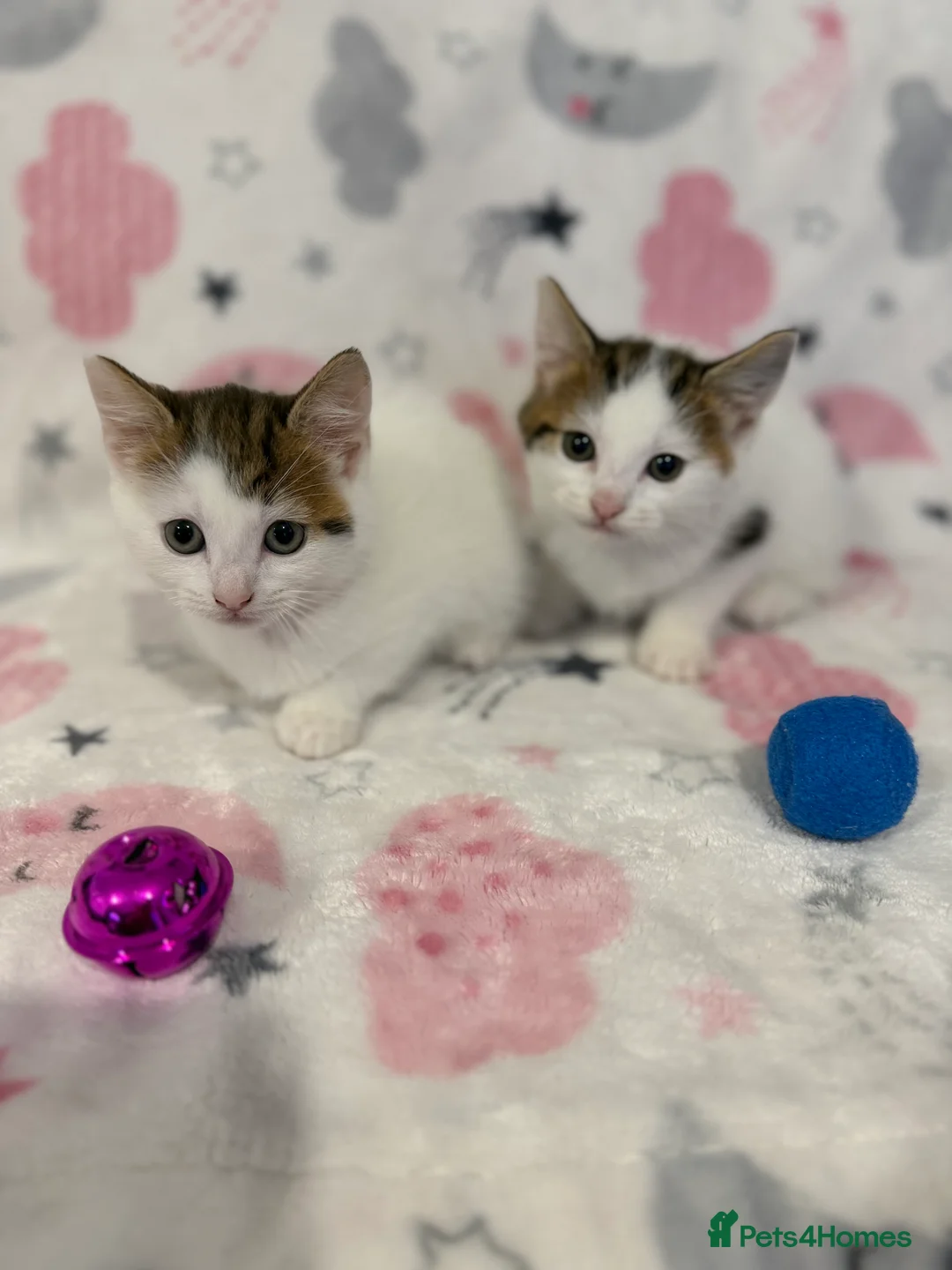 Mixed Breed cats for sale: Shorthair kittens x bengal kittens  - Advert 4