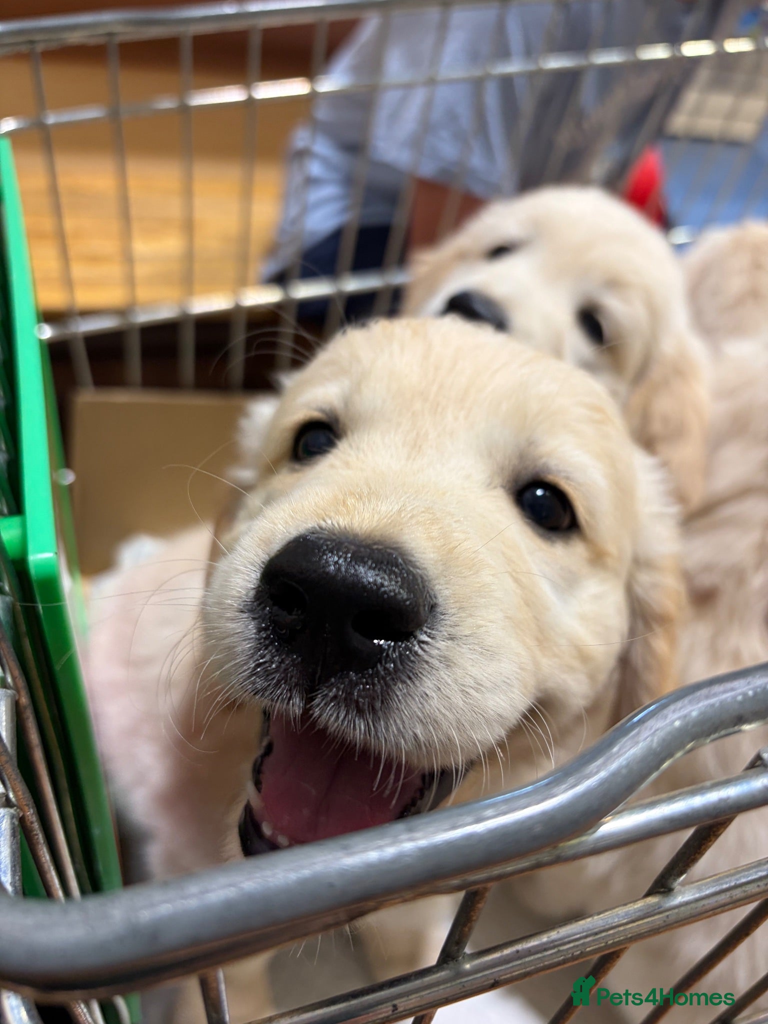 Golden Retriever dogs READY TO GO (Only 2 left) KC golden retriever pups - Advert 2