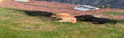 Cocker Spaniel dogs for sale: Beautiful Cocker spaniel pups  - Advert 5