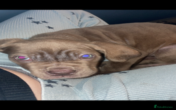 Cane Corso dogs for sale: cane corso pups  - Advert 6