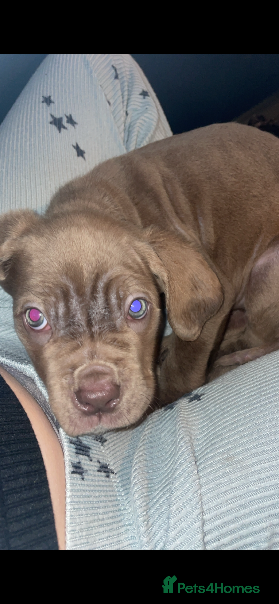 Cane Corso dogs for sale: cane corso pups  - Advert 6