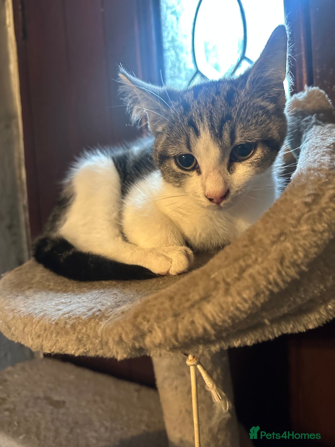 Mixed Breed cats for sale: Kittens for sale - Image 5