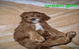 Cavapoo dogs for sale: Beautiful F1 cavapoo puppies - Image 3