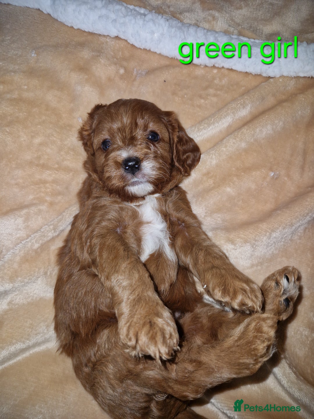 Cavapoo dogs for sale: Beautiful F1 cavapoo puppies - Image 3