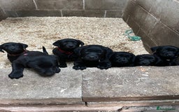 Labrador Retriever dogs for sale: Labour pups for sale - Image 1