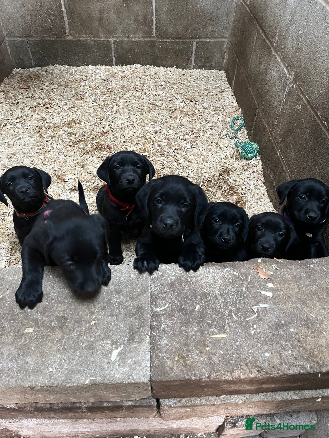 Labrador Retriever dogs for sale: Labour pups for sale - Image 1
