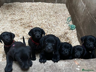 Labrador Retriever dogs for sale - Advert 1