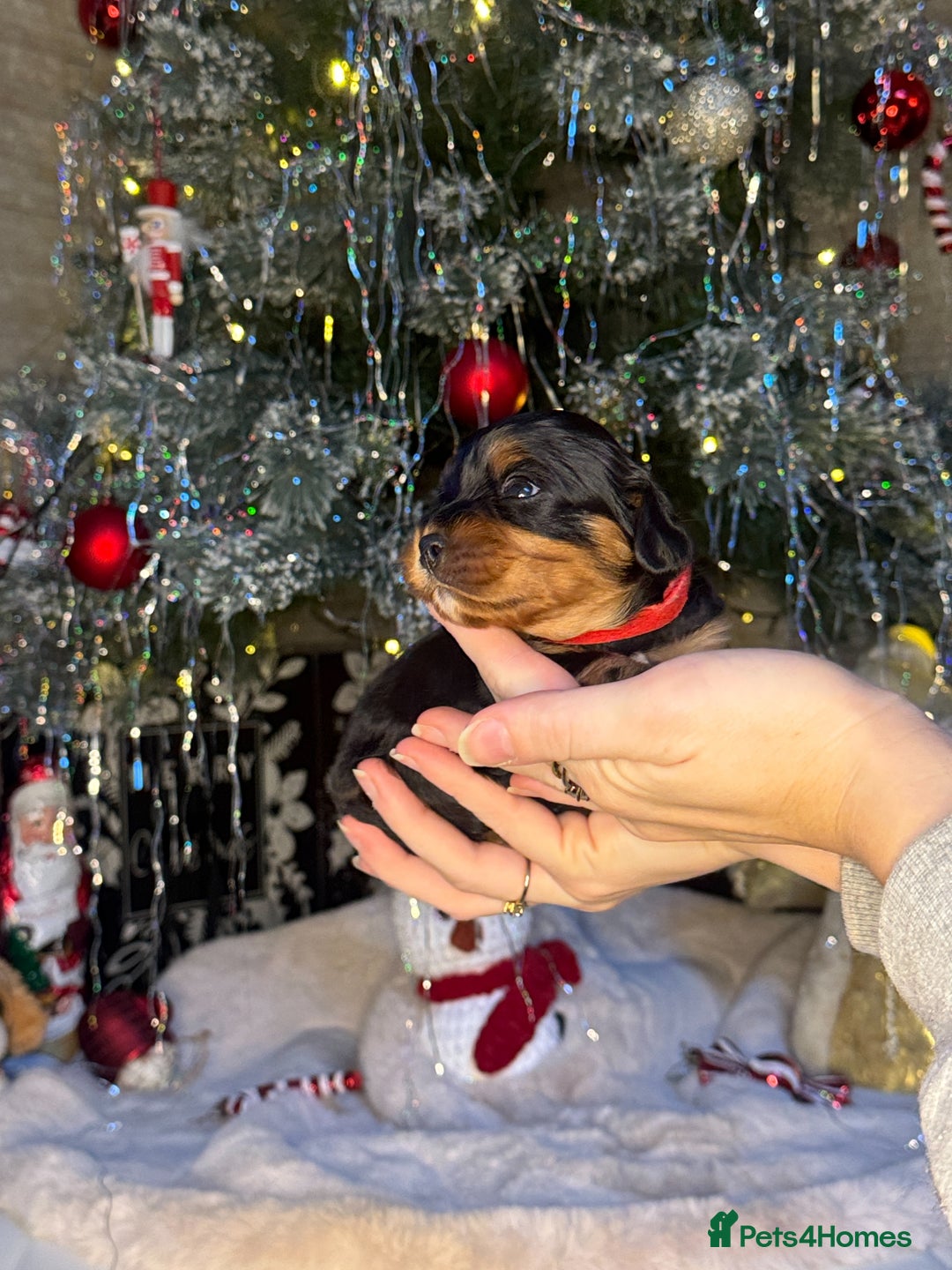 Cavalier King Charles Spaniel dogs for sale: Beautiful pups DNA HEALTH TESTED parents  - Advert 14