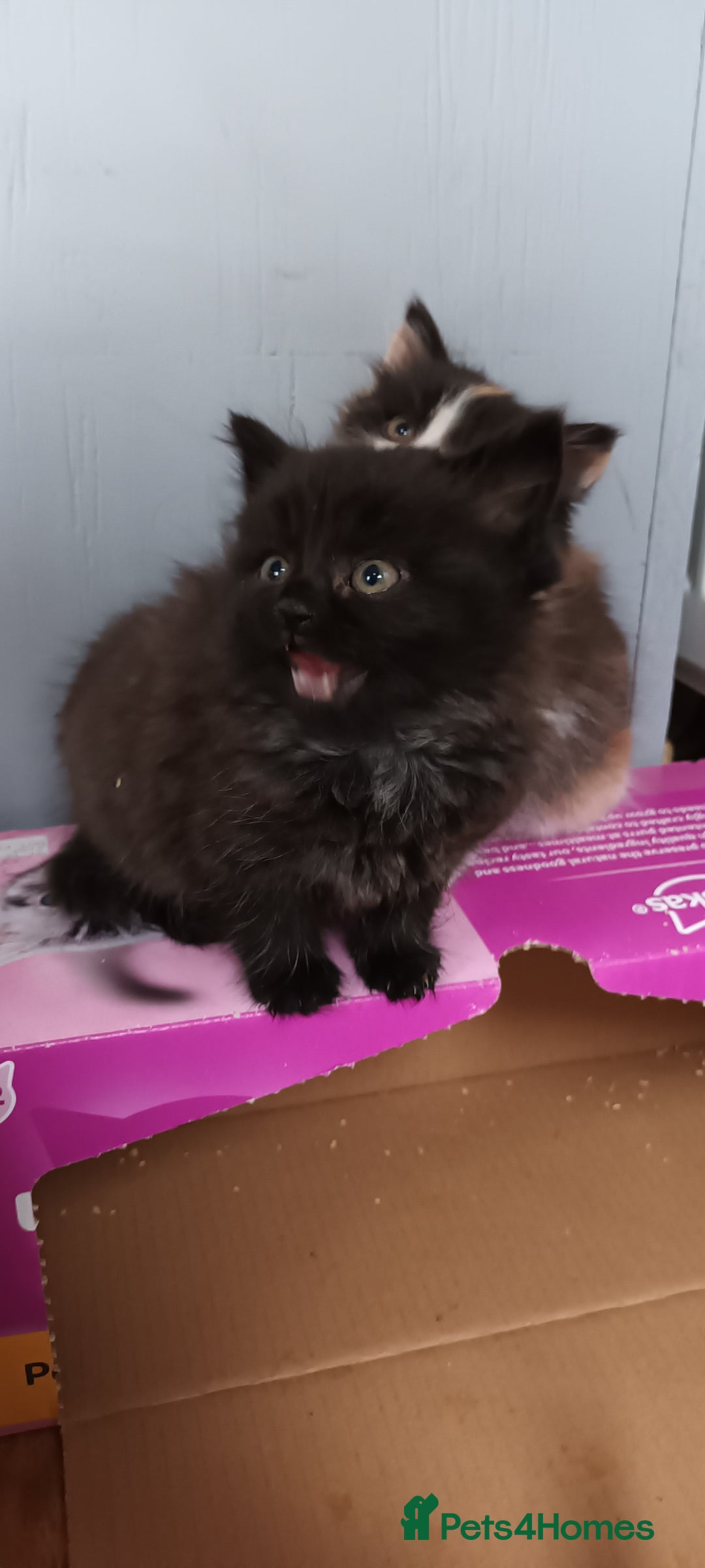 Domestic Shorthair cats for sale: 2 black and white twin girls left, ready now❤️ - Advert 10