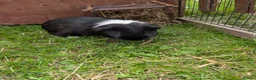 Guinea Pig rodents for sale: Male Guinea pigs - Advert 6