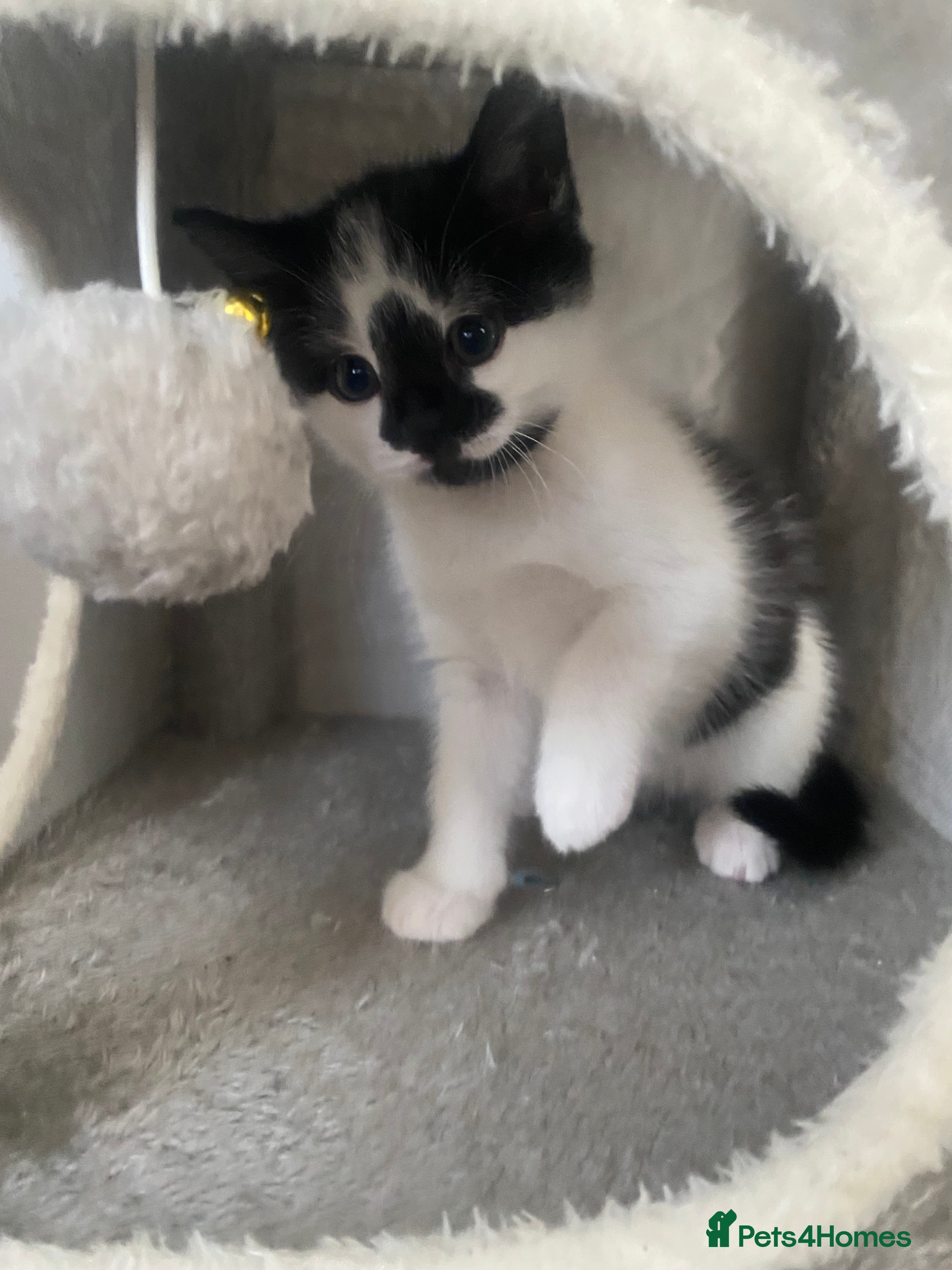 Mixed Breed cats Beautiful fluffy kittens- one left  - Advert 8