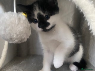 Mixed Breed cats Beautiful fluffy kittens- one left - Advert 8