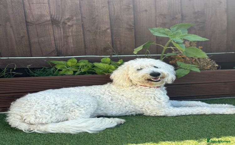 Goldendoodle dogs - Advert 1