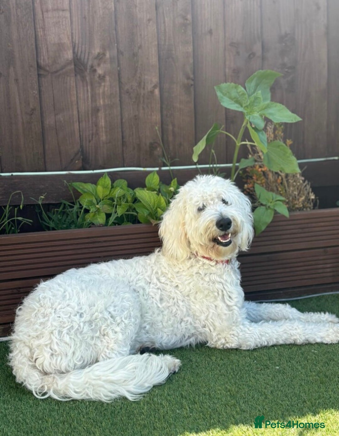 Goldendoodle dogs for sale: Goldendoodle Double Doodle pups for sale - Image 1