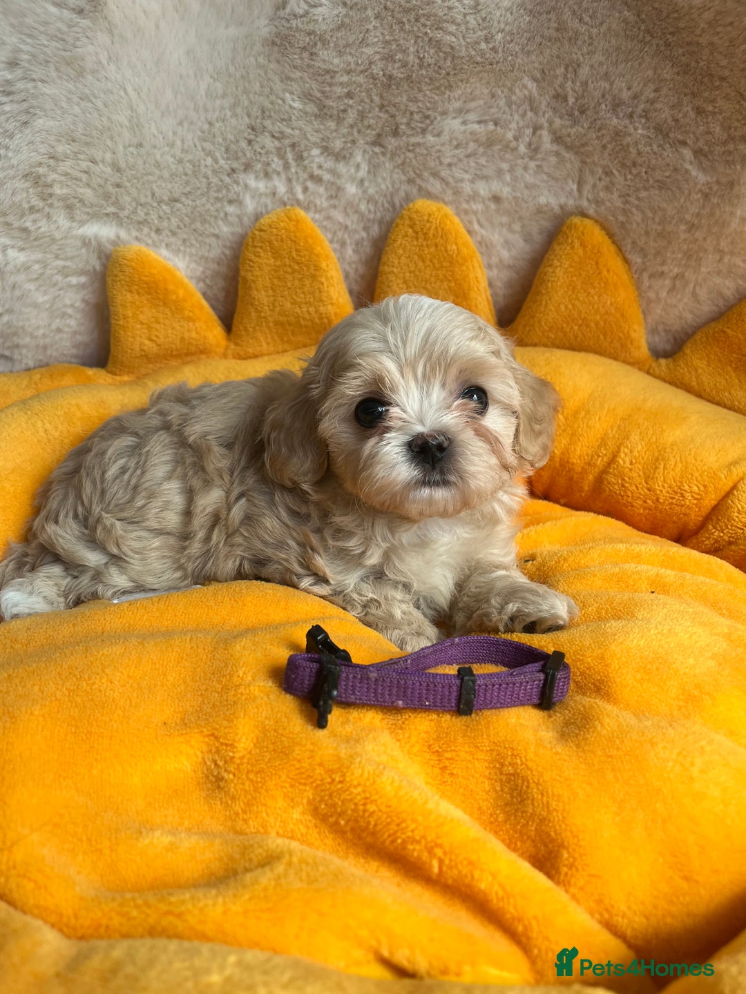 Maltipoo dogs for sale: Stunning Malticavapoo puppies NORTH STAFFORDSHIRE - Image 3