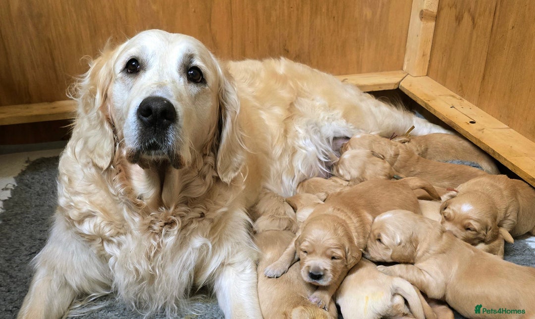 Golden Retriever dogs for sale: Fully health tested golden retriever puppys - Advert 8