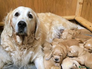 Golden Retriever dogs Dual purpose golden puppys - Advert 2