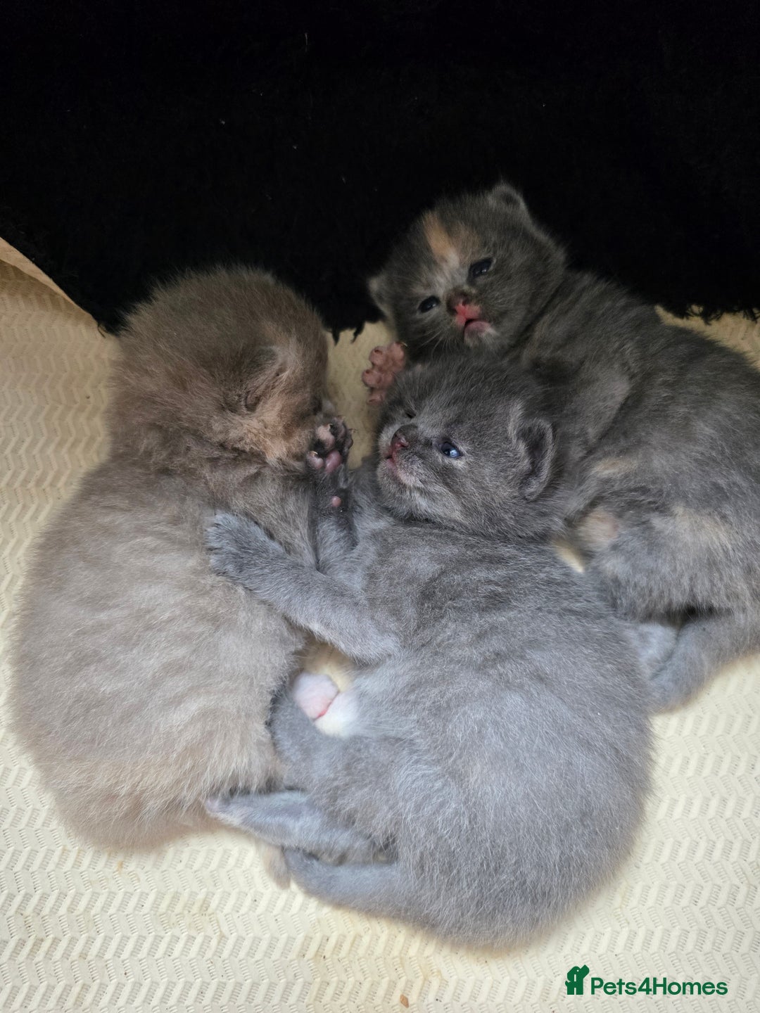 Mixed Breed cats for sale: Red point Ragdoll X Blue British Shorthair - Image 14