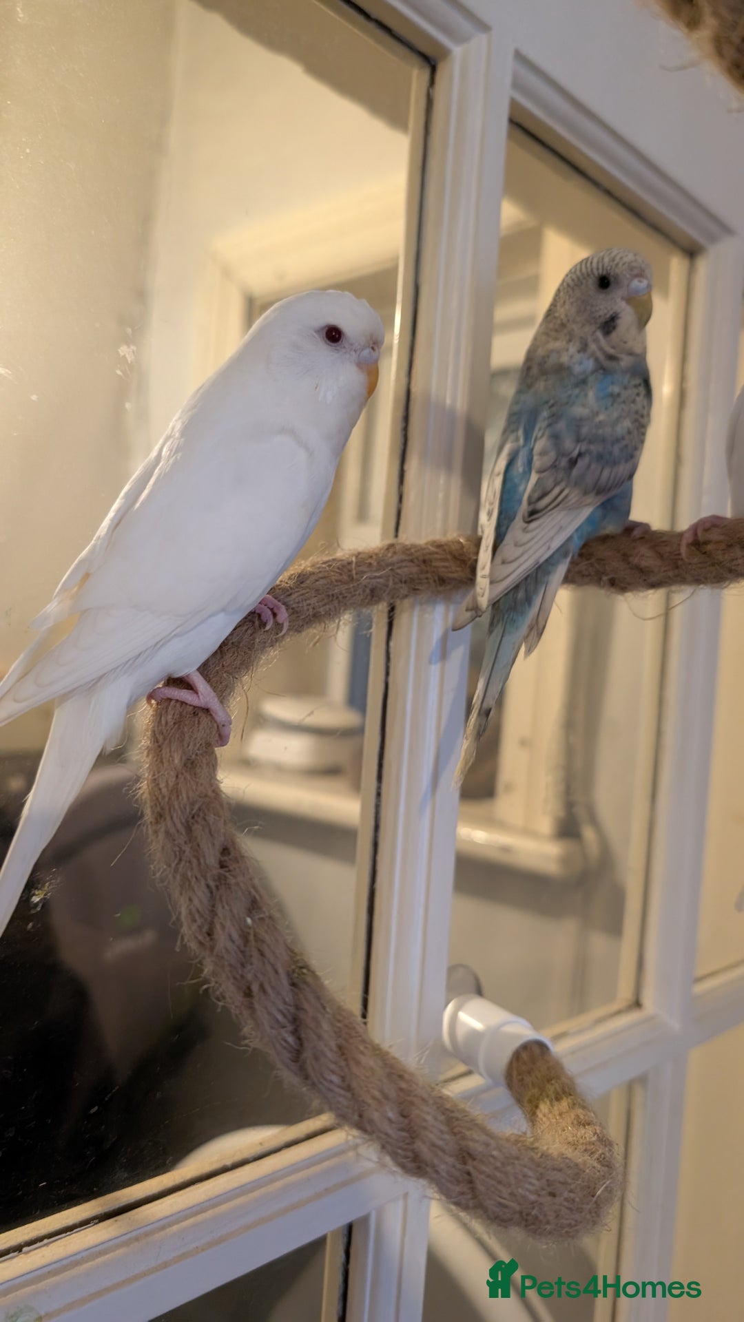 Budgerigars birds for sale: 2 Budgies and Cage - Advert 3
