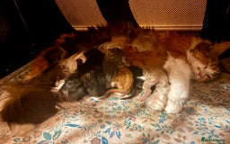 Maine Coon cats for sale: Maine Coon cuties - Advert 1